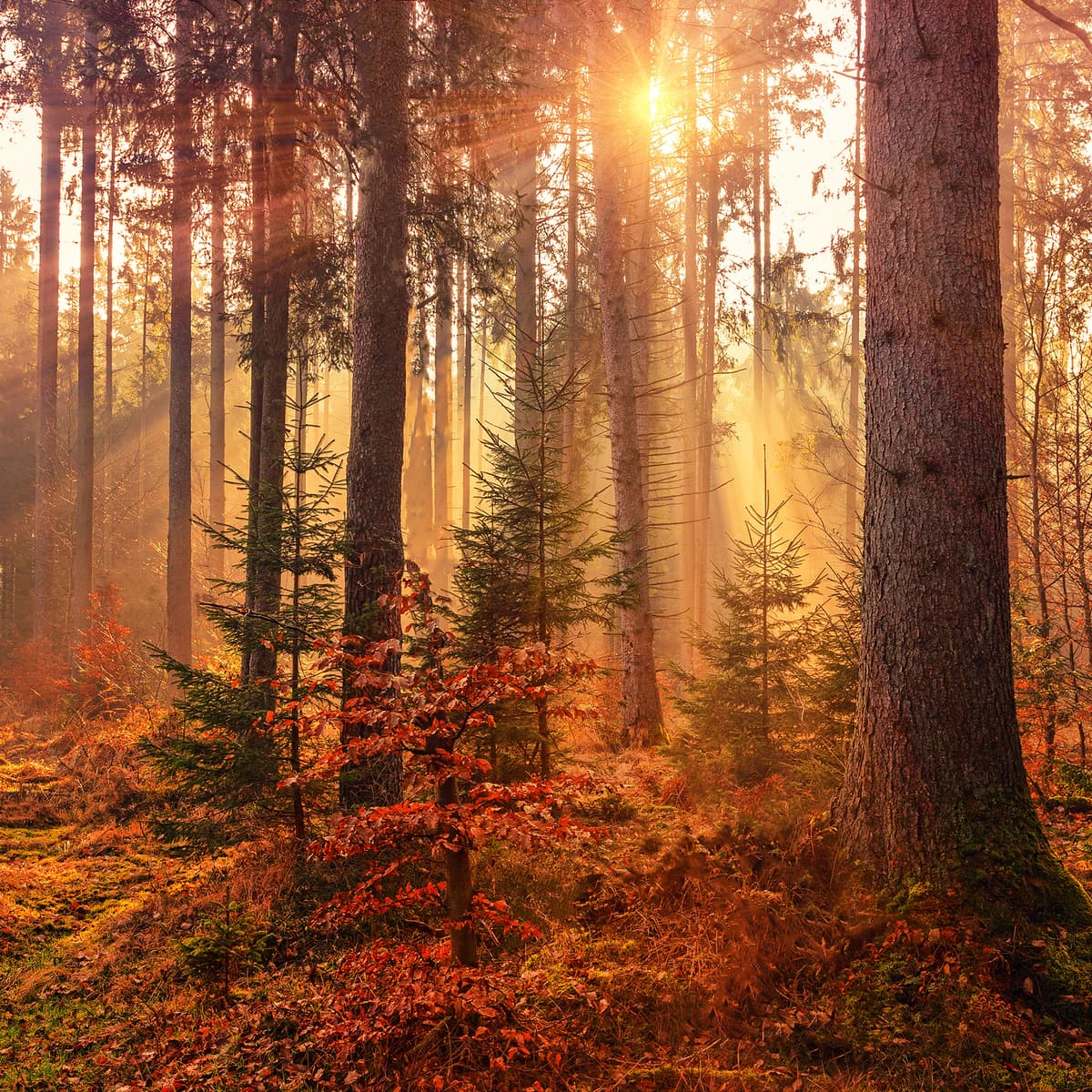 Paesaggio naturale calmo associato alla riduzione dello stress